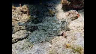 South Florida diving