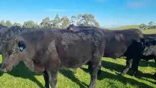farming black Angus steers for beef production at Australia