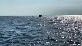 Les baleines de la baie St Laurent