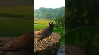 cat shows for cats to watch birds cartoon