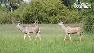 WILD KALAHARI ｜ Challenges In The Land Of Predators ｜ Wild Animal Documentary p2OIbRKRje8 Part 2