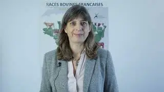Tendances L&V novembre 2025 conjoncture viande bovine
