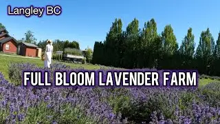 Full Bloom Lavender Farm in Langley BC
