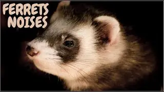 Ferrets Noises
