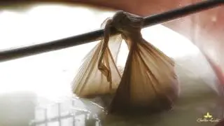 Bella Lodi. La storia dei formaggi italiani.
