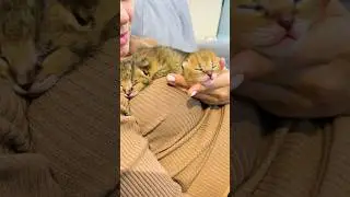 Показываем котят камышового кота Босса и чаузи Торви 😻