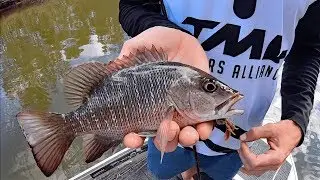 CREEK EXPLORE | In Search Of Mangrove Jack.