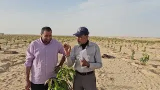 السهم المنجاوي واخر التطورات بشركه الفلاح للحجز 01004225984 م اسامه الفار