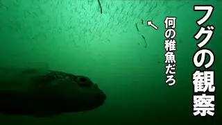 フグのエサの食べ方を観察　何かの魚の群れが写り込みました　イワシじゃ無さそう