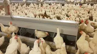 Free range layers and broiler breeder automatic egg nest box