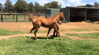 Star Appearance @ Wild Oaks 23rd October 2014