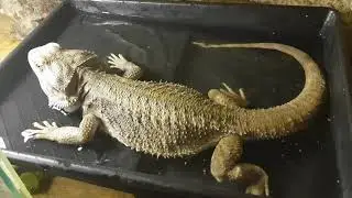Gustav w kapieli Hodowla Satoo