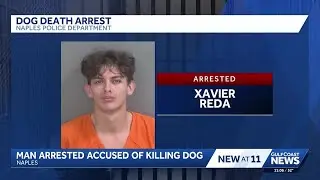 Florida man accused of aggravated animal cruelty after dog's death