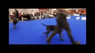 World dog show 2023 Geneva Fantastic of Miki