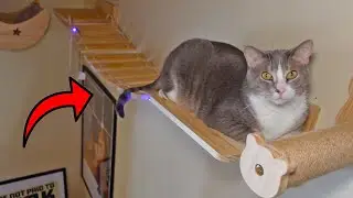 Watch Our Cats Test Out the Coolest Cat Bridge: Honest Review and Reaction!