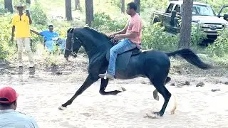 Who&rsquo;s The King Of The Hammer Lanes?? With Three Up One Down Stables! 🐎🐎💨💨 #standardbred #cowboy