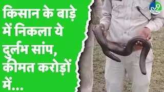 Snake Video: करोड़ों में बिकने वाला Red Sand Boa Snake किसान के बाड़े में मिला