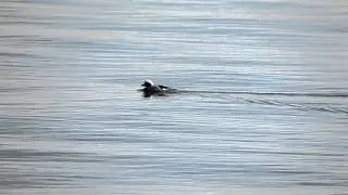 Long Tailed Duck, Swimming
