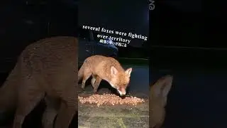 【FOX/キツネ】 It's a calm night. 今日は穏やかな夜 ♯Short   from Ireland 1499