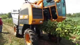 Grape harvesting machine