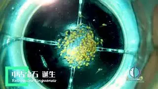 Retroculus Xinguensis breeding