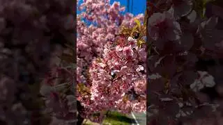 Cherry Blossom in japan 🇯🇵 2025.#cherry #japan #sakura #sakurajapan #japansakura