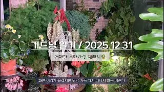 가드닝 일기 6 / 거대해진 목마가렛 자리 재배치 & 요즘 꽃 핀 식물들