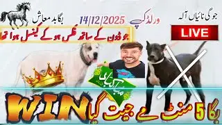 Baga Badmash jo mirza Nadeem ky Don ky sath cancel hoa tha || Baga jeet gya jogi naiyan Wala har gya