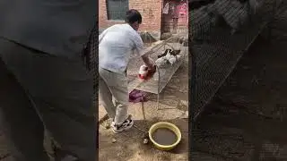 Scientific Free-Range Chicken Farming | Rural Henhouse Techniques