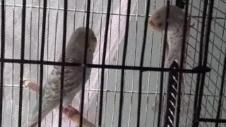 fellow budgie