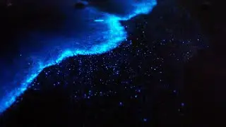 Bioluminescence: Noctiluca scintillans - Nature 4K
