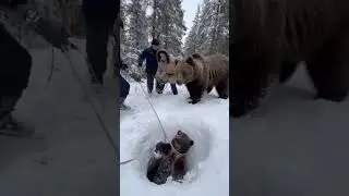 Bear cub rescue from ice hole in Russian ice lands | Mysterious Land