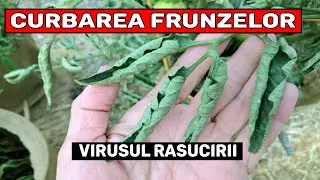 Curbarea Frunzelor La Rosii / Tomate – Ce Incearca Plantele Sa Iti Transmita? (Virusul Rasucirii)