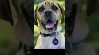 Witness the Most Adorable Puggle You'll Ever See! #dog #cute #shorts