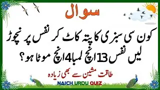 Top Islamic Questions Answers | Islamic Quiz | Islamic Paheliyan | Islami Sawal Jawab | Urdu Quiz