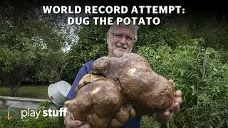 Guinness World Records: World's largest potato contender sent to Scotland for DNA test | Stuff.co.nz