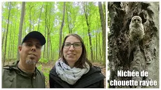 Nichée de chouette rayée