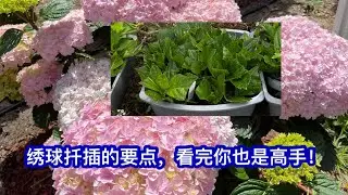 绣球扦插的要点，看完你也是高手！（注：老枝开花的想明年看花就不要现在剪了。）