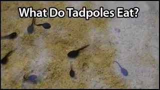 What Do Tadpoles Eat