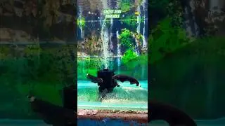 Ghost fish available #petslover #petfish #fish #pets #reels #ghost