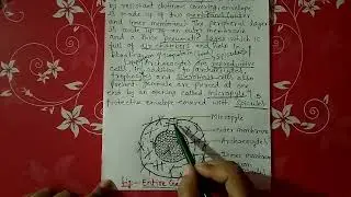 Gemmules in sponges || short note