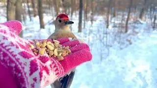 Hand-feeding Birds in Slow Mo - Red-bellied Woodpecker