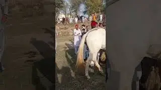 &ldquo;Dancing Horses on the Road 😍🐎&rdquo; &lrm;⁨@BhaiVlog-786⁩&nbsp;