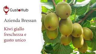 Azienda Agricola Bressan: La Coltivazione del Kiwi Giallo a Latina