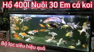 Bí Quyết Nào Giúp Hồ 400l Nuôi 30 Em Cá Koi Zize 15 Đến 35 Nước Siêu Trong.Hồ A Hải ở hóc Môn.