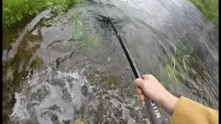 Oselvo 15 juni 3kg laks