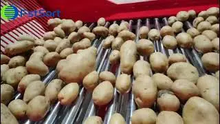 High-efficiency potato packing line，potato sorting machine! 🥔⚡📦