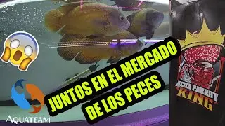 El AQUATEAM  en el mercado de los peces con ACUA PARROT KING