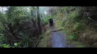 Bernese Bush walk adventure! #Dog #bernesemountaindog #shorts #tejbernese