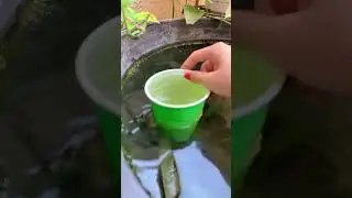 Mini pond surface cleaning!!!🧹 🐢 Pt 1